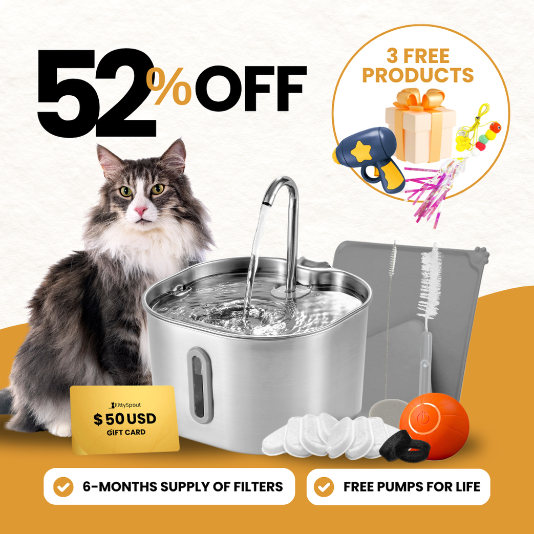 The KittySpout™ - 2.2L Hydration & Playtime Value Bundle