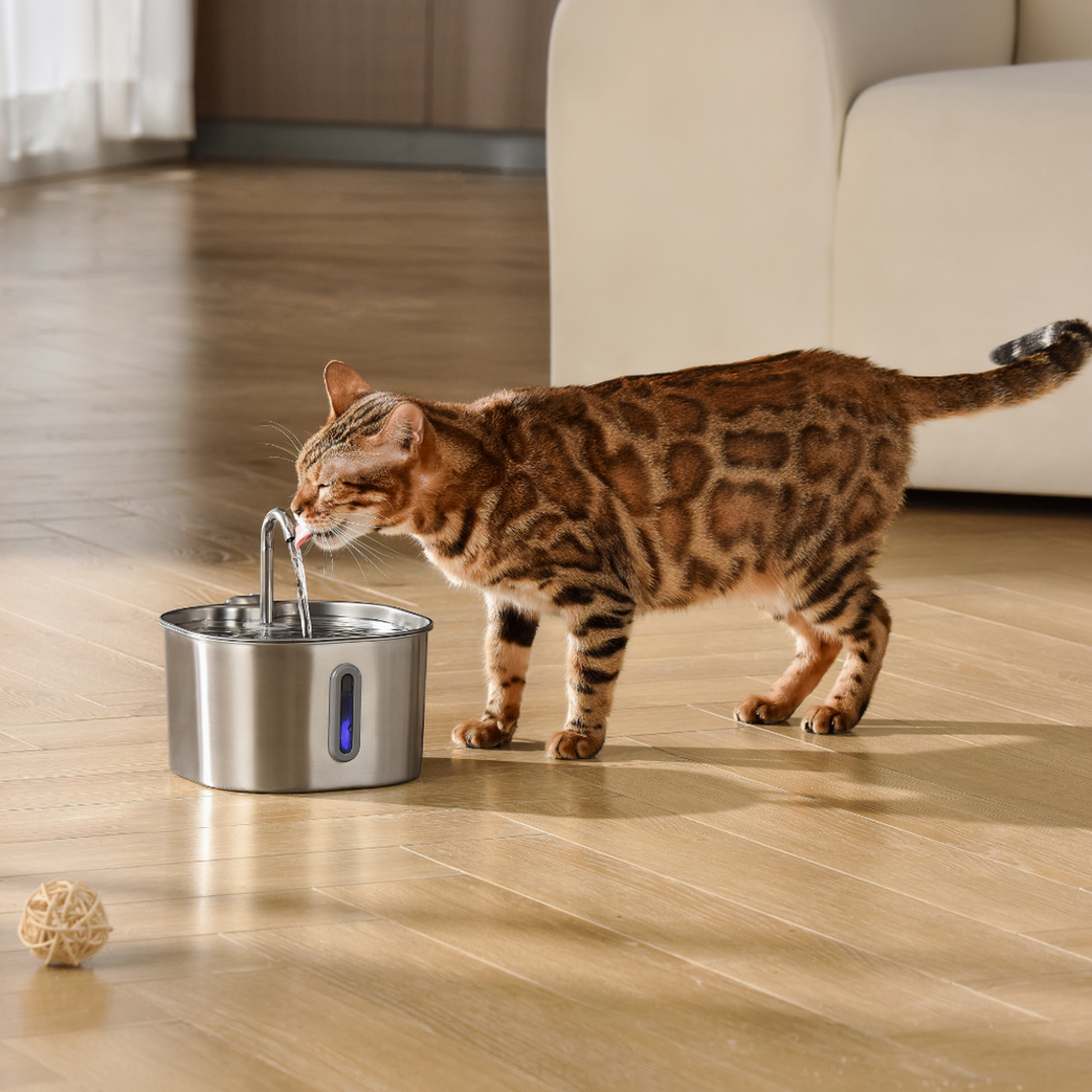 The KittySpout™ - 2.2L Hydration & Playtime Value Bundle