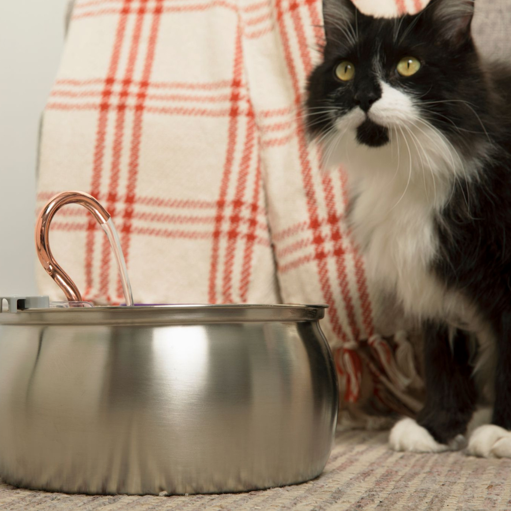 The Purrr-fect KittySpout Kit