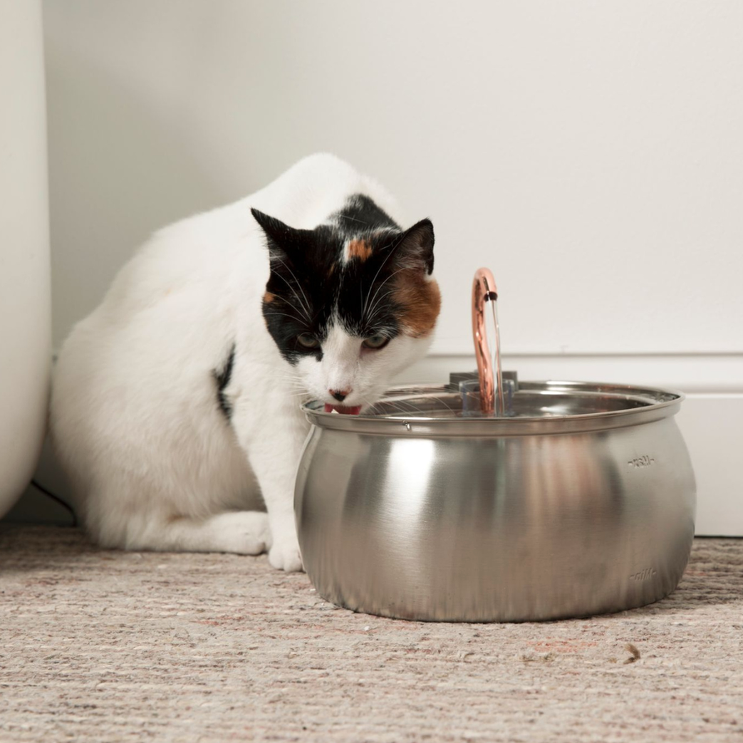 The Purrr-fect KittySpout Kit