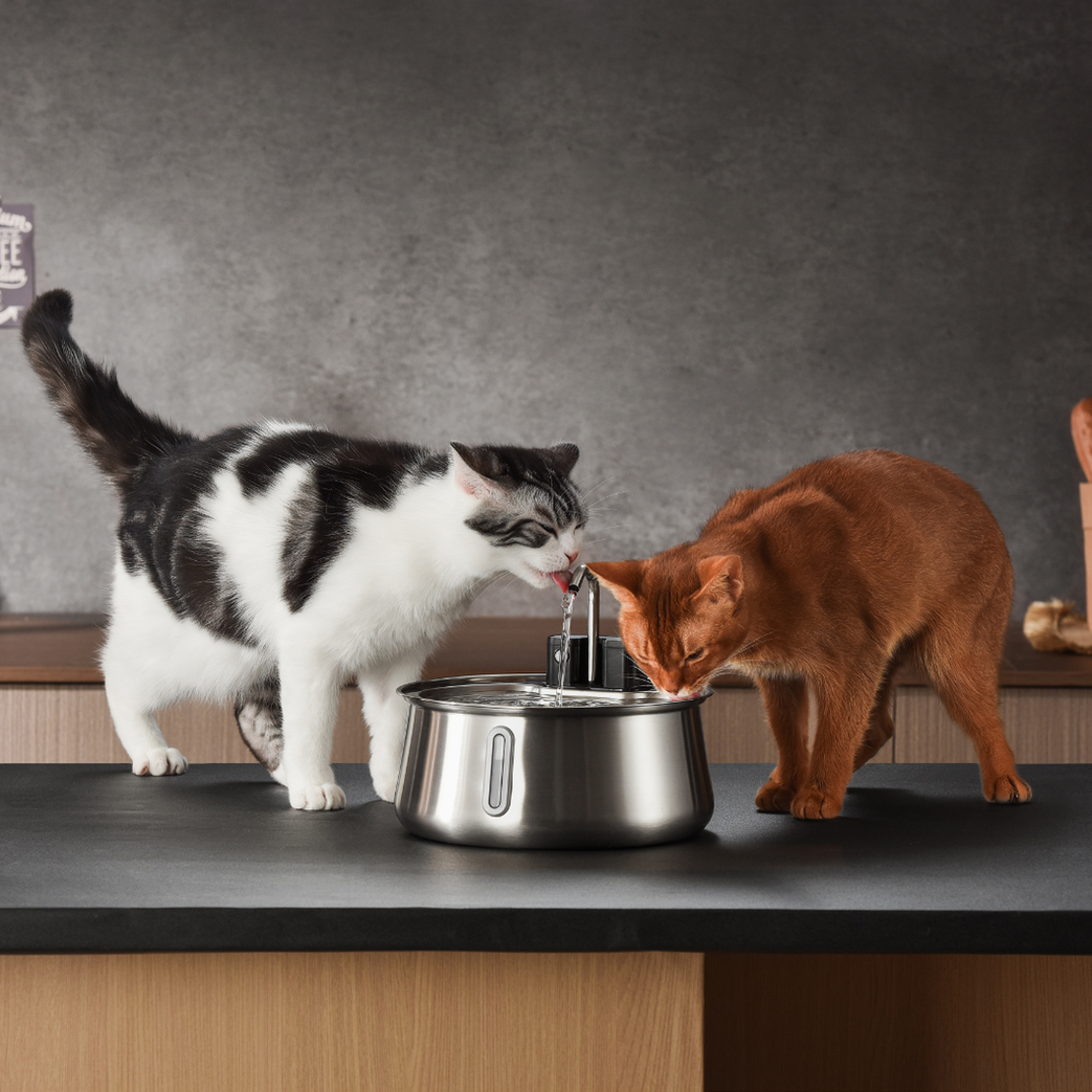 Wireless 2.0 Purrr-fect KittySpout Kit